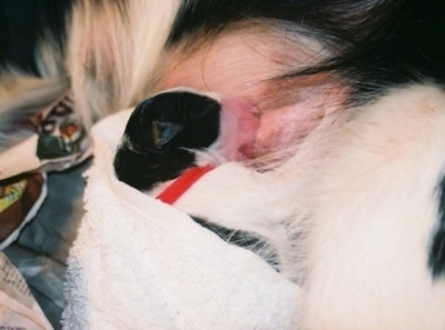 Close Up - Pearl the dam Border Collie feeding her newborn pup