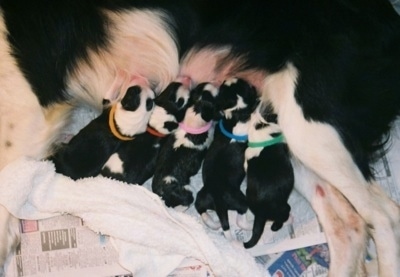 Pearl the dam Border Collie feeding her entire litter