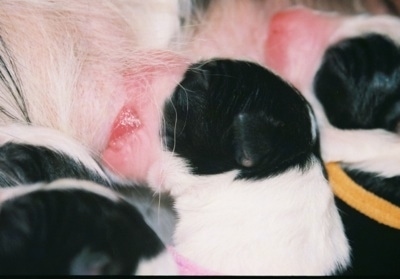 Close Up -Newborn Border Collie Puppy Nursing