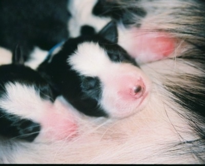 Close Up - Three Newborn Border Collie Puppy