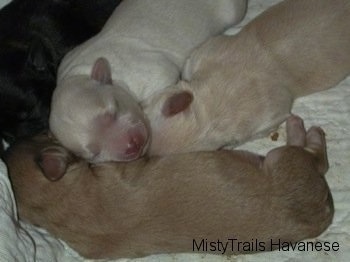 Close Up - All the puppies cuddled up together