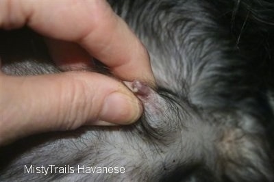 Close Up - a person squeezing colostrum out of a teat