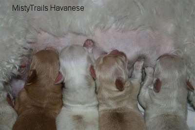 Close Up - Puppies Nursing