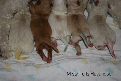 Puppies nursing and there tails have different color marks on them