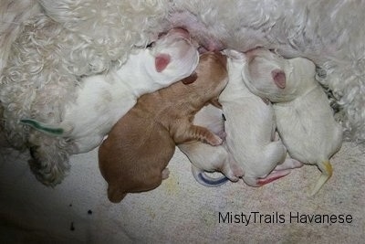 Five puppies with colored tails nursing