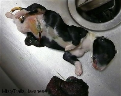 Dead Puppy in a sink