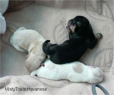 Three Surviving Puppies sleeping on a towel