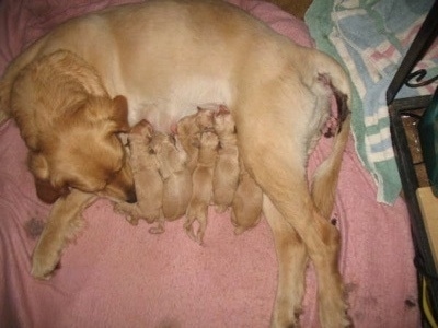 Annie the Dam Golden Retriever nursing the puppies