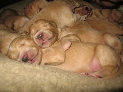 Close Up - Puppies laying together in a dog bed