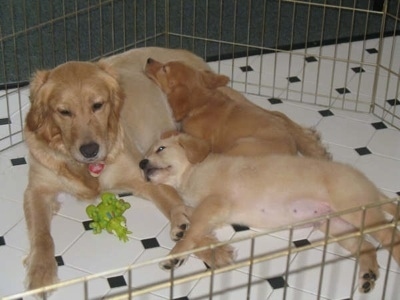 Annie the Golden Retriever laying with Two Puppies