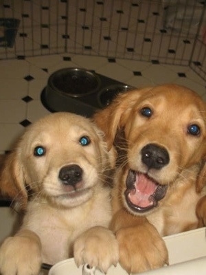 Close Up - Two Golden Retriever Puppies leaning against a corner