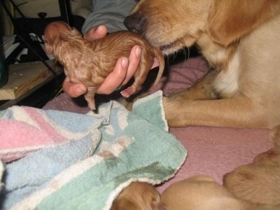Close Up - Annie the Golden Retriever dam cleaning her newborn pup