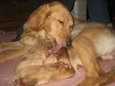 Annie the Golden Retriever dam cleaning the newborn puppies