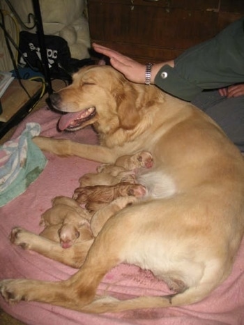 Puppies nursing and Annie the Golden Retriever laying down with her mouth open and tongue out
