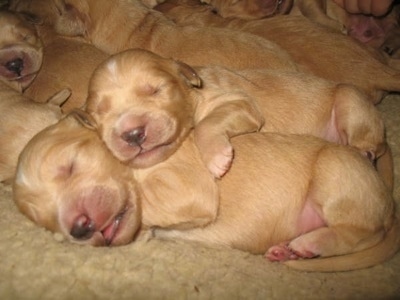 Close Up Two puppies cuddled together