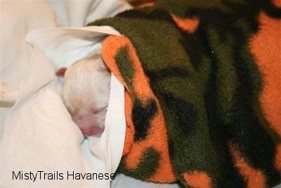 Puppy wrapped in a series of blankets