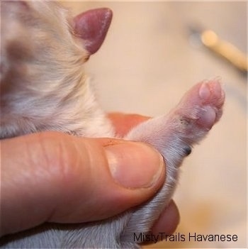 Puppy Paw without Dewclaws