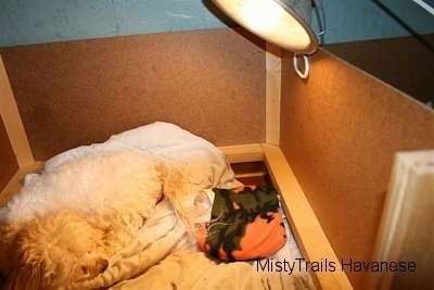 The first puppy wrapped warmly laying under the lamp, while the dam pushes out the next pup