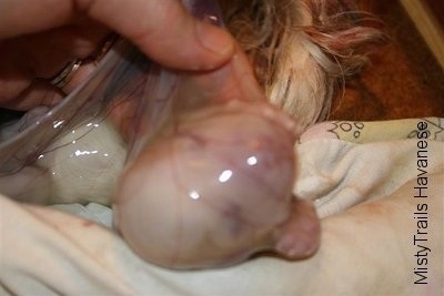 Close Up - Sac being ripped off of newborn puppys face