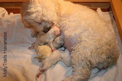 The three puppies born so far are nursing