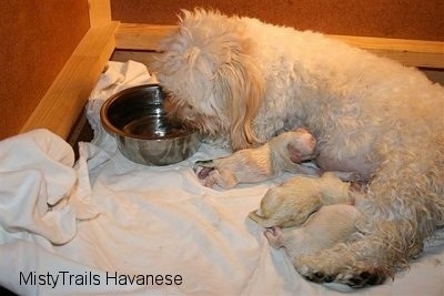 Close Up - Dam drinking water out of bowl and Pups are nursing