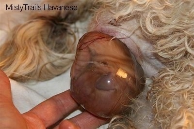 Close Up - Pup number four in a sac being touched by human fingers