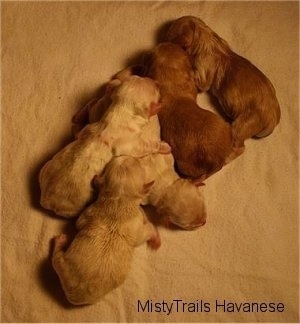 All Five Puppies laying on a towel