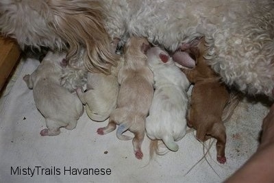 Close Up - All the Puppies nursing