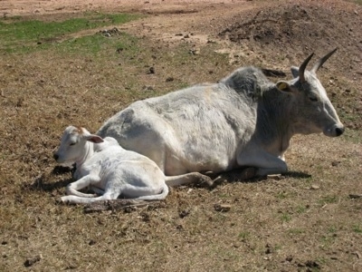 A yak and a yak calf are laying in a dirt patch in the middle of a field