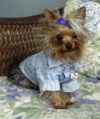 A black and brown Yorkshire Terrier dog sitting on a wicker chair with a foral print. The tiny dog is wearing a button down shirt and a purple bow keeping its long hair out of its eyes. It is looking forward.