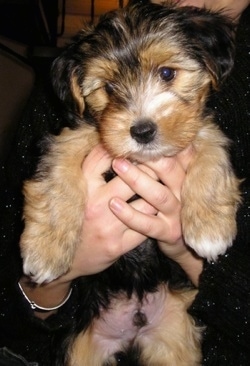Close up - A thick coated, black and tan Yorkie-ton puppy is being held in the air by a persons hands.