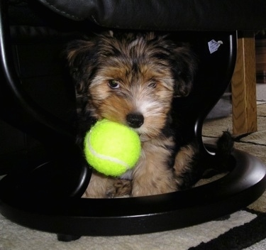 A small fluffy black and tan Yorkie-ton puppy is sitting under a chair, it has a tennis ball in its mouth and it is looking forward.
