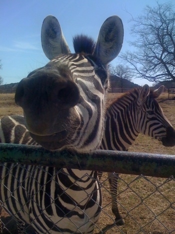 Close Up - Zebras Head is on a fence with a Zebra in the background