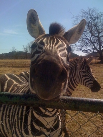 Close Up - Zebras Head is on a fence with another Zebra walking away