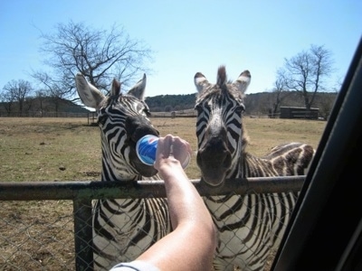 Two Zebras near a fence. One Zebra being fed from a disposable Pepsi cup