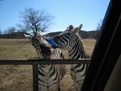 Two Zebras near a fence. One Zebra is eating a disposable Pepsi cup