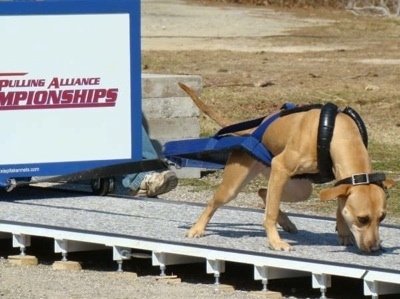The front right side of a tna American Pit Bull that is pulling a large weight across a platform, in a sandy area.