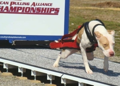 The front right side of a tan and white American Pit Bull pulling a large weights on a platform