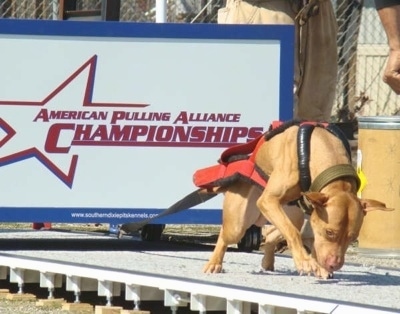 A tan American Pit Bull Terrier is attached to a harness pulling a large weight. On the weight it says - American Pulling Alliance Championships