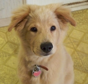 Close up - A Golden Retriever puppy is sitting on a tiled floor and it is looking forward.