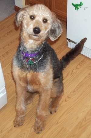 A wavy coated, Airedoodle dog sitting on a floor next to a refrigerator. The dog has long legs, small drop ears, wide brown eyes, a big black nose and a long tail.