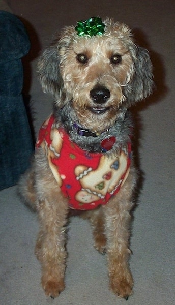 An Airedoodle dpg wearing a gingerbread costume with a green bow on the top of its head.