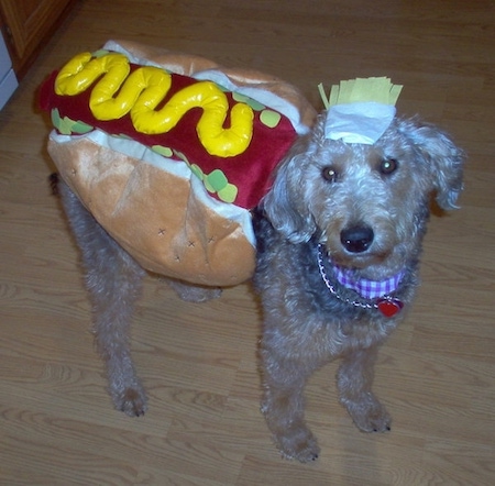 Airedoodle dog wearing a hotdog costume. It has a tan face, a big black nose and a wavy coat.
