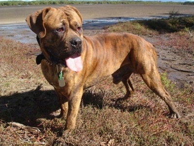 The left side of a brindle American Bull Dogue de Bordeaux that is standing across brown grass, it is looking to the right, its mouth is open and its tongue is out.