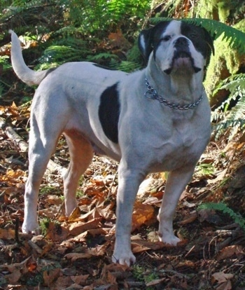 The right side of a white with black American Bulldog that is wearing a choke chain collar and it is standing in the woods