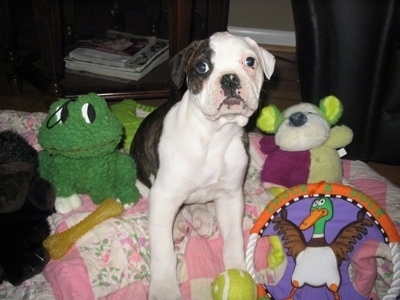 A white with brindle American Bulldog puppy is sitting on a dog blanket with stuffed animals around it.