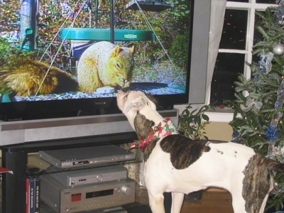 The back left side of a white with brindle American Bulldog, that is wearing a bandana. It is looking at a squirrel on tv, very closely.