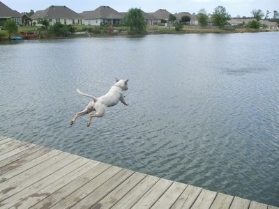 The back right side of a white American Bulldog that is jumping off a dock into a river