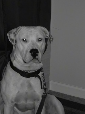 A black and white photo of a white American Bulldog that is sitting in a house and looking forward.