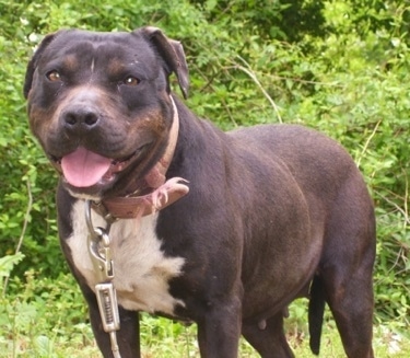 The front left side of a brown with white American Bully that is standing outside with trees behind it. It is looking forward, its mouth is open and its tongue is hanging out.